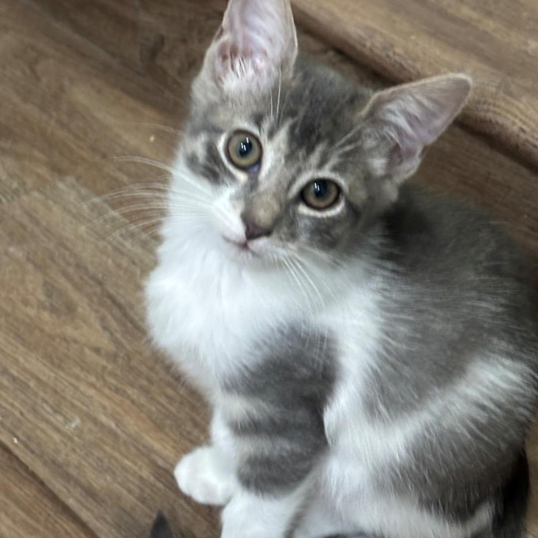 Gretchen Maloney, Adoptable, Kitten Female Domestic Medium Hair & Tabby.