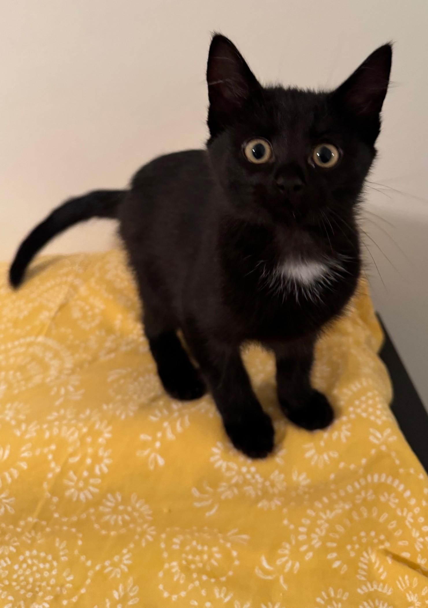 Ghosty, a Adopted Domestic Short Hair in Island Lake, IL image 1/3