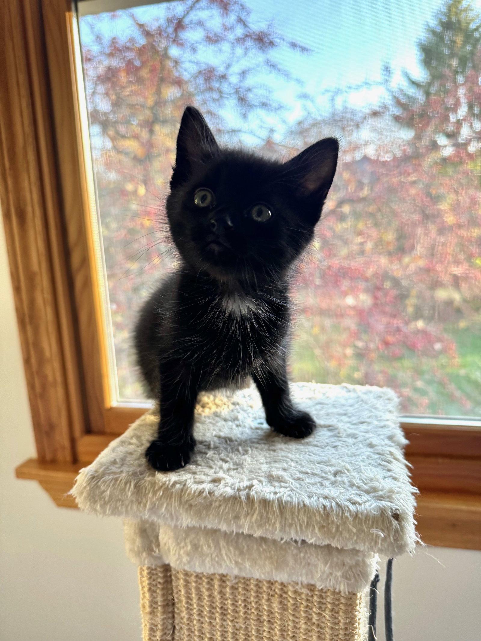 Ghosty, a Adopted Domestic Short Hair in Island Lake, IL image 2/3