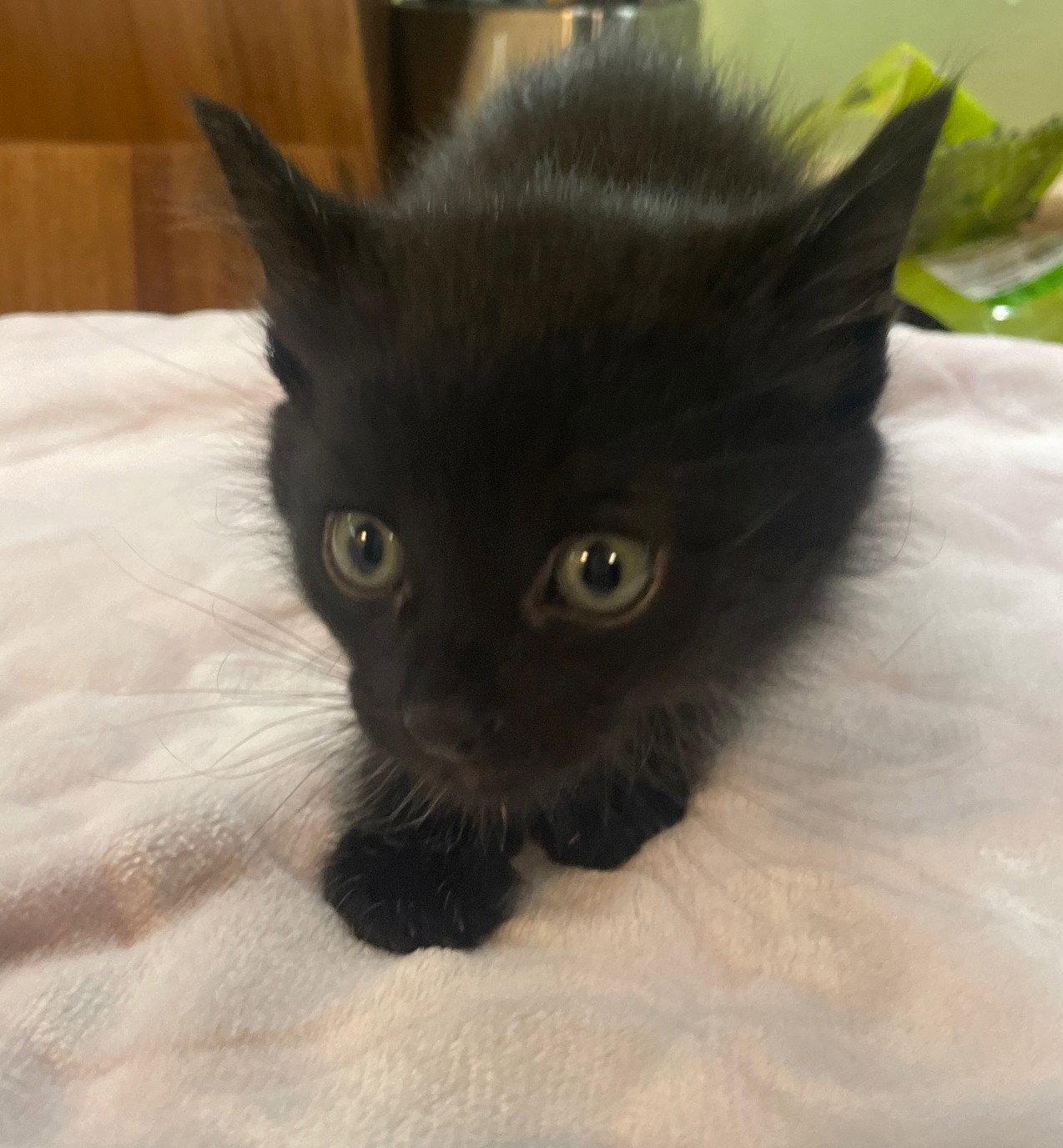 Ghosty, a Adopted Domestic Short Hair in Island Lake, IL image 3/3