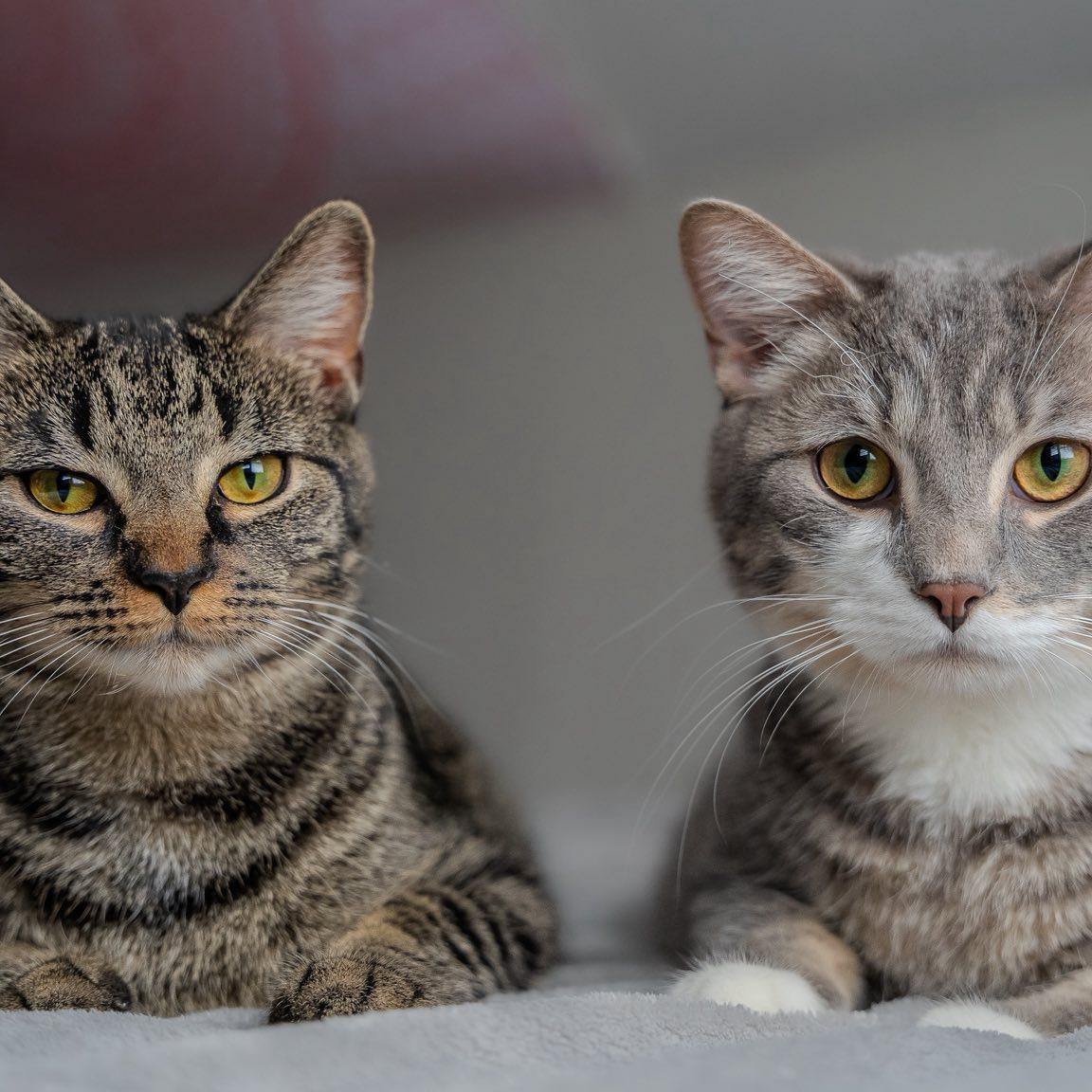 Sage & Pepper, ADOPTABLE, Young Male Domestic Short Hair.