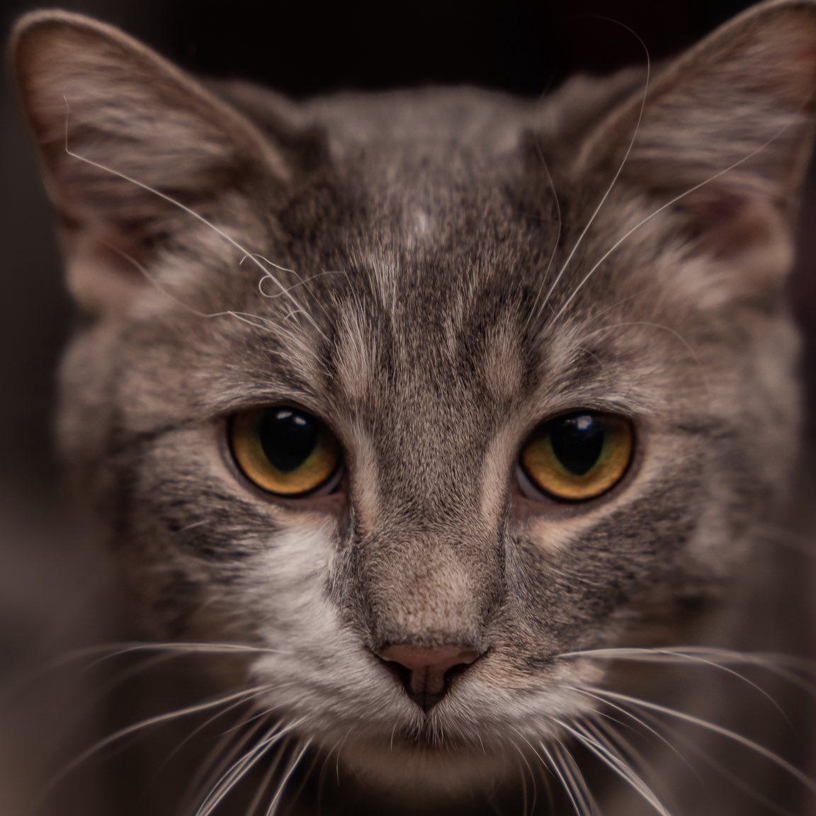 Enlarge Sage & Pepper, a ADOPTABLE Domestic Short Hair in Alexandria, IN image 4/5