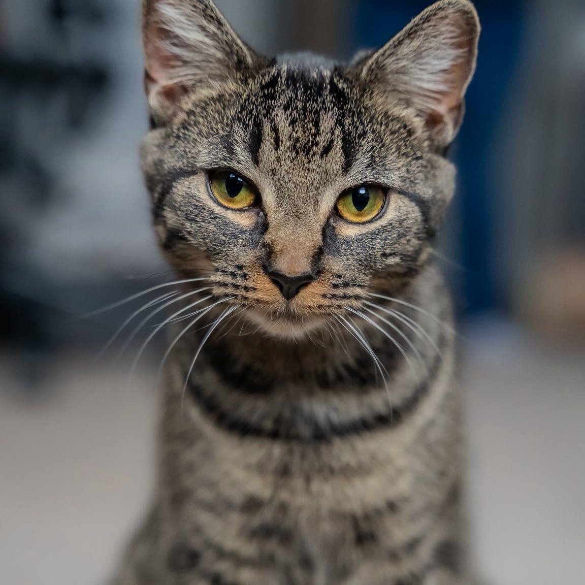 Enlarge Sage & Pepper, a ADOPTABLE Domestic Short Hair in Alexandria, IN image 2/5