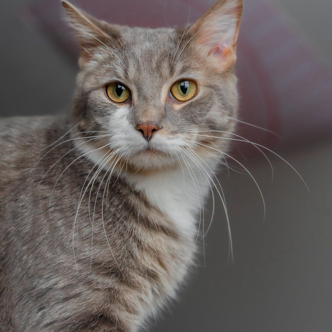 Enlarge Sage & Pepper, a ADOPTABLE Domestic Short Hair in Alexandria, IN image 5/5