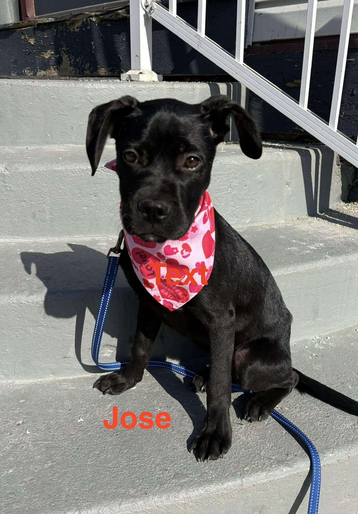 Enlarge Jose, an adopted mixed breed in Sheboygan, WI image 4/4