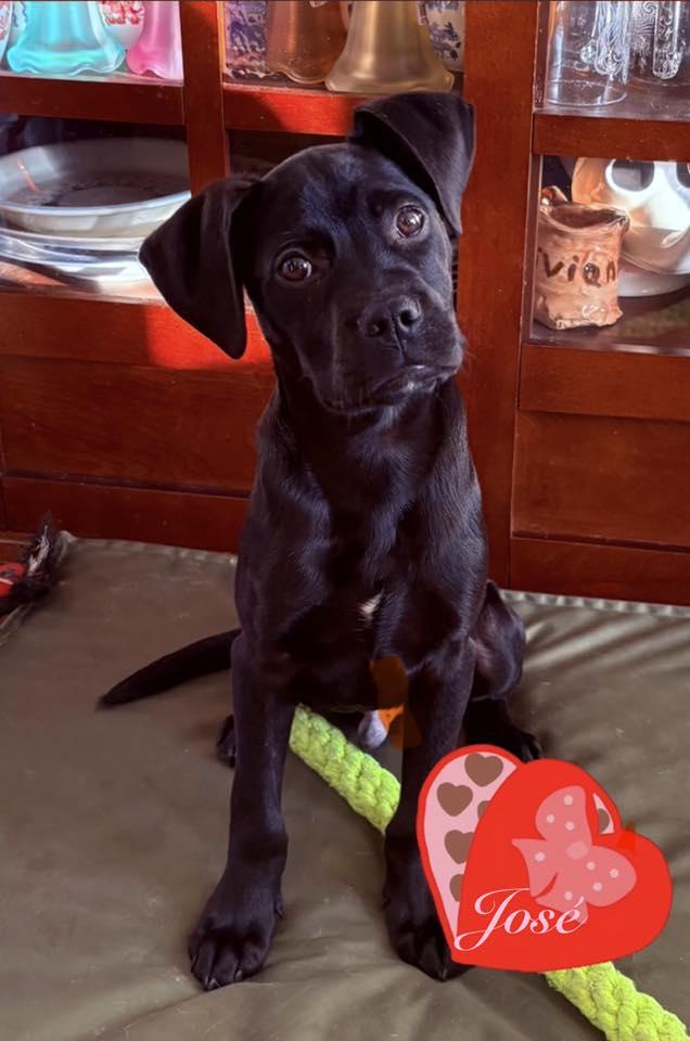 Enlarge Jose, an adopted mixed breed in Sheboygan, WI image 3/4