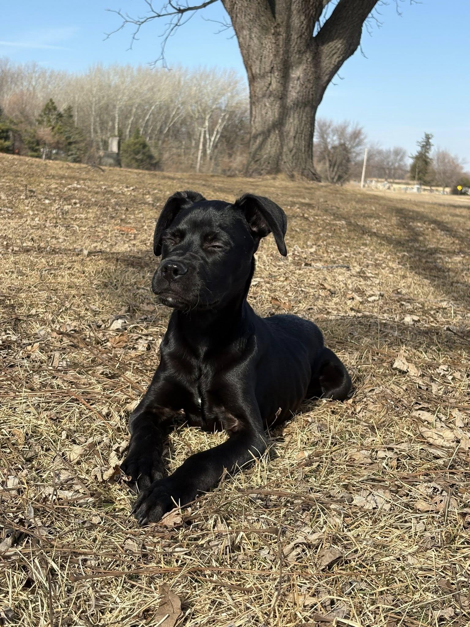 Enlarge Jose, an adopted mixed breed in Sheboygan, WI image 2/4
