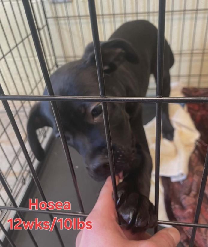 Hosea, ADOPTABLE, Young Male Black Labrador Retriever.