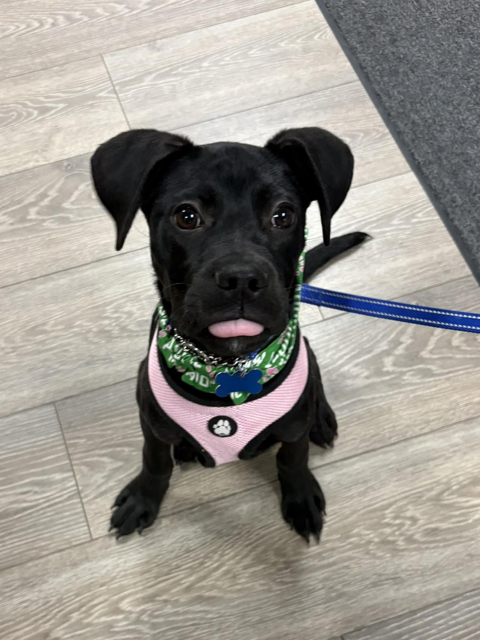 Jose, adopted, Young Male Boxer & Black Labrador Retriever.