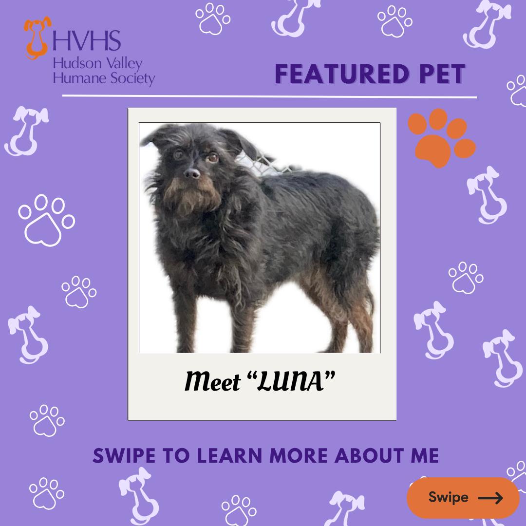 Enlarge LUNA, a ADOPTABLE mixed breed in Pomona, NY image 1/2