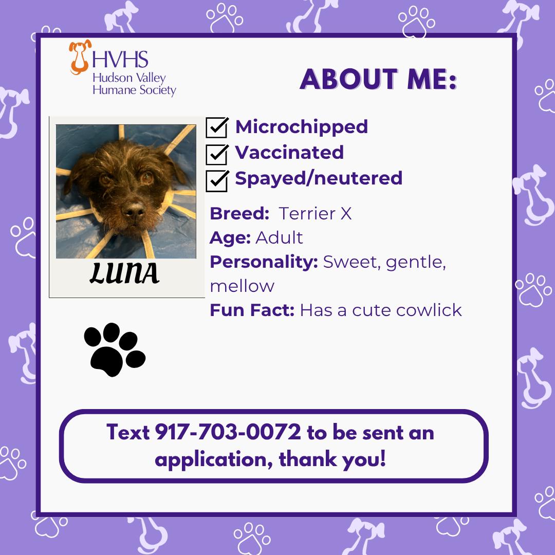 Enlarge LUNA, a ADOPTABLE mixed breed in Pomona, NY image 2/2