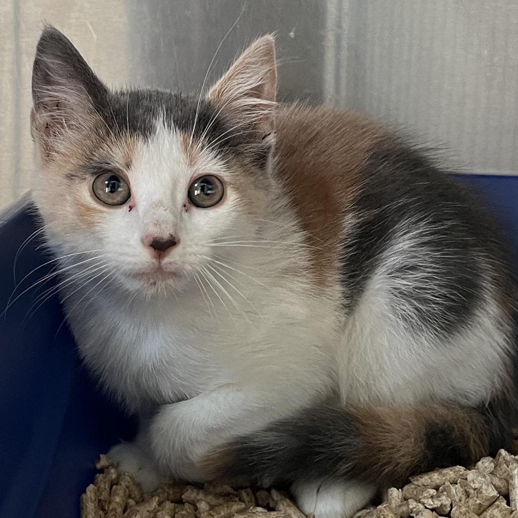 Enlarge Rhea Beez, a Adoptable Domestic Short Hair in Saugerties, NY image 1/2