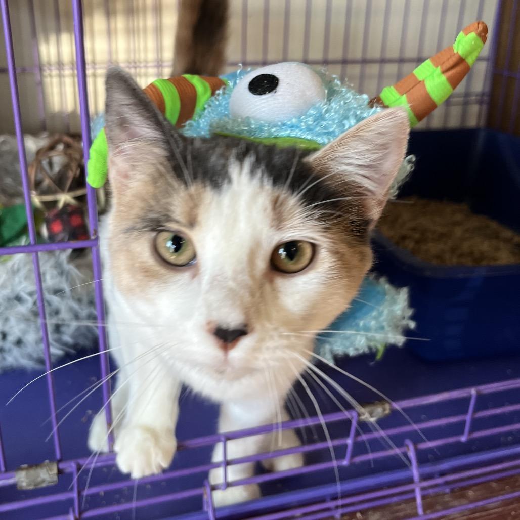 Enlarge Rhea Beez, a Adoptable Domestic Short Hair in Saugerties, NY image 2/2