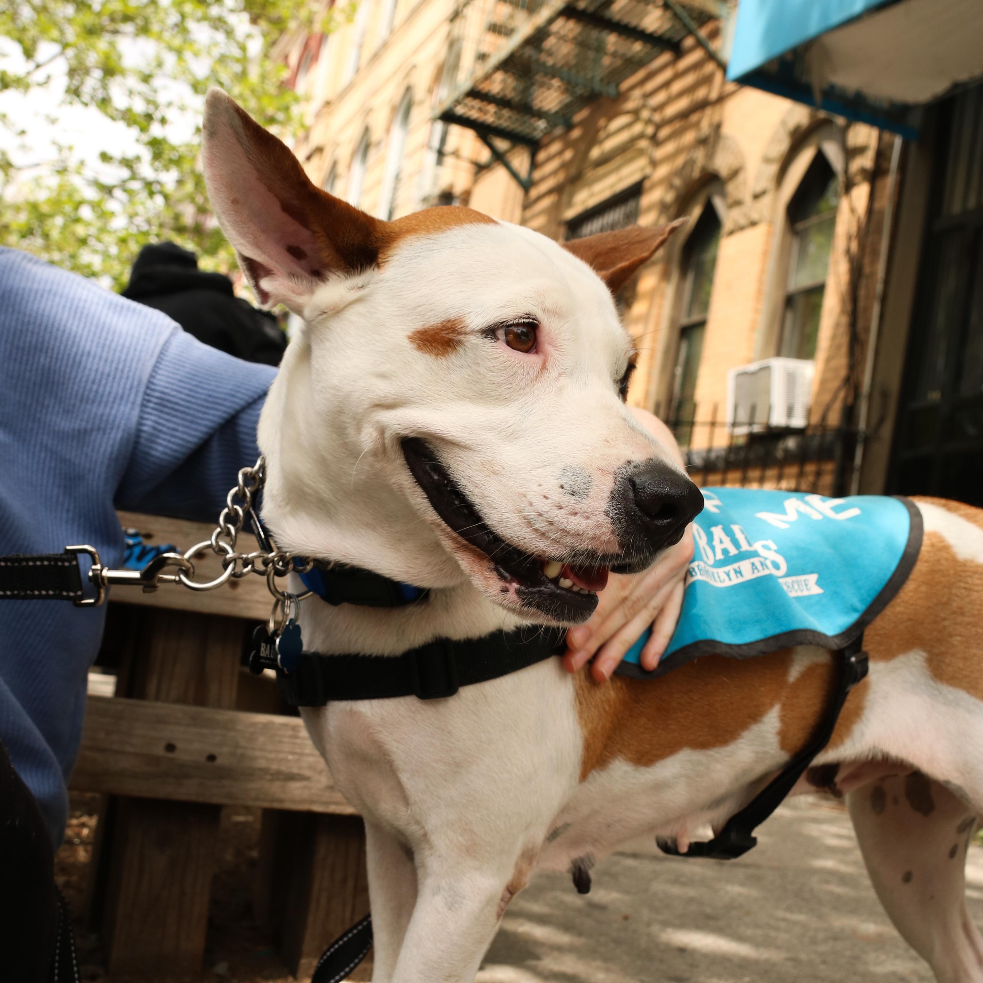 Cleopatra, a ADOPTABLE Pit Bull Terrier in Brooklyn, NY image 3/4