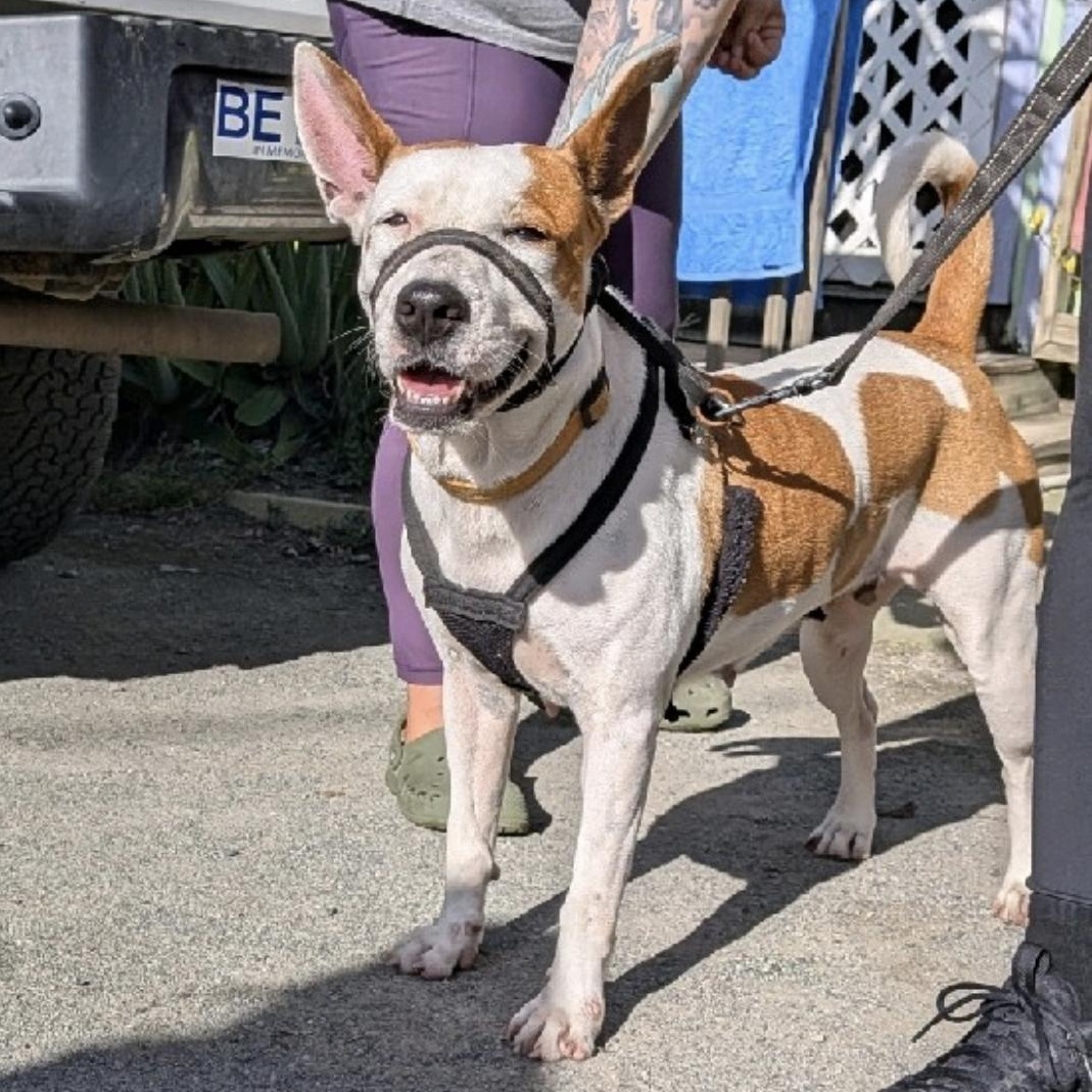 Cleopatra, a ADOPTABLE Pit Bull Terrier in Brooklyn, NY image 4/4