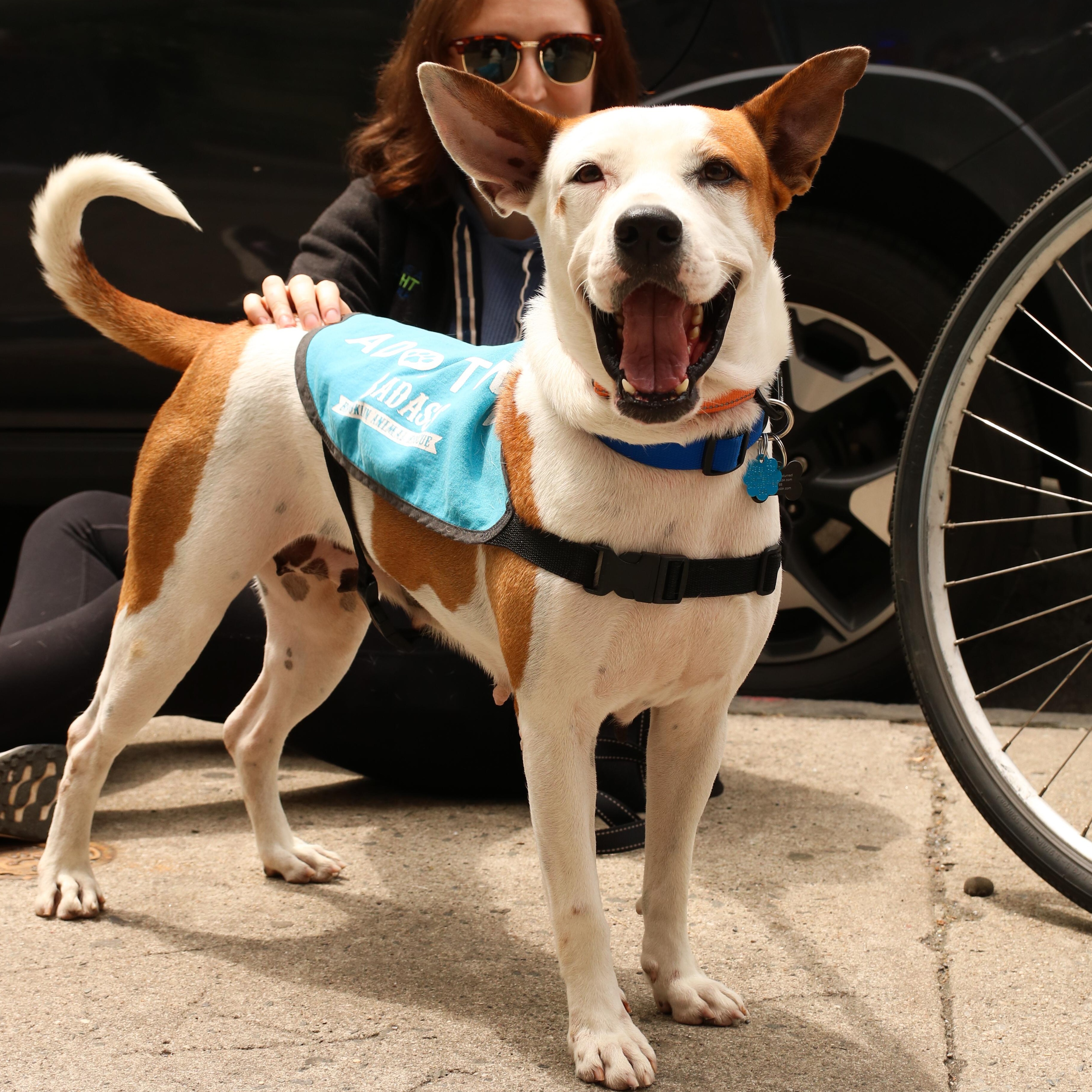 Cleopatra, a ADOPTABLE Pit Bull Terrier in Brooklyn, NY image 1/4