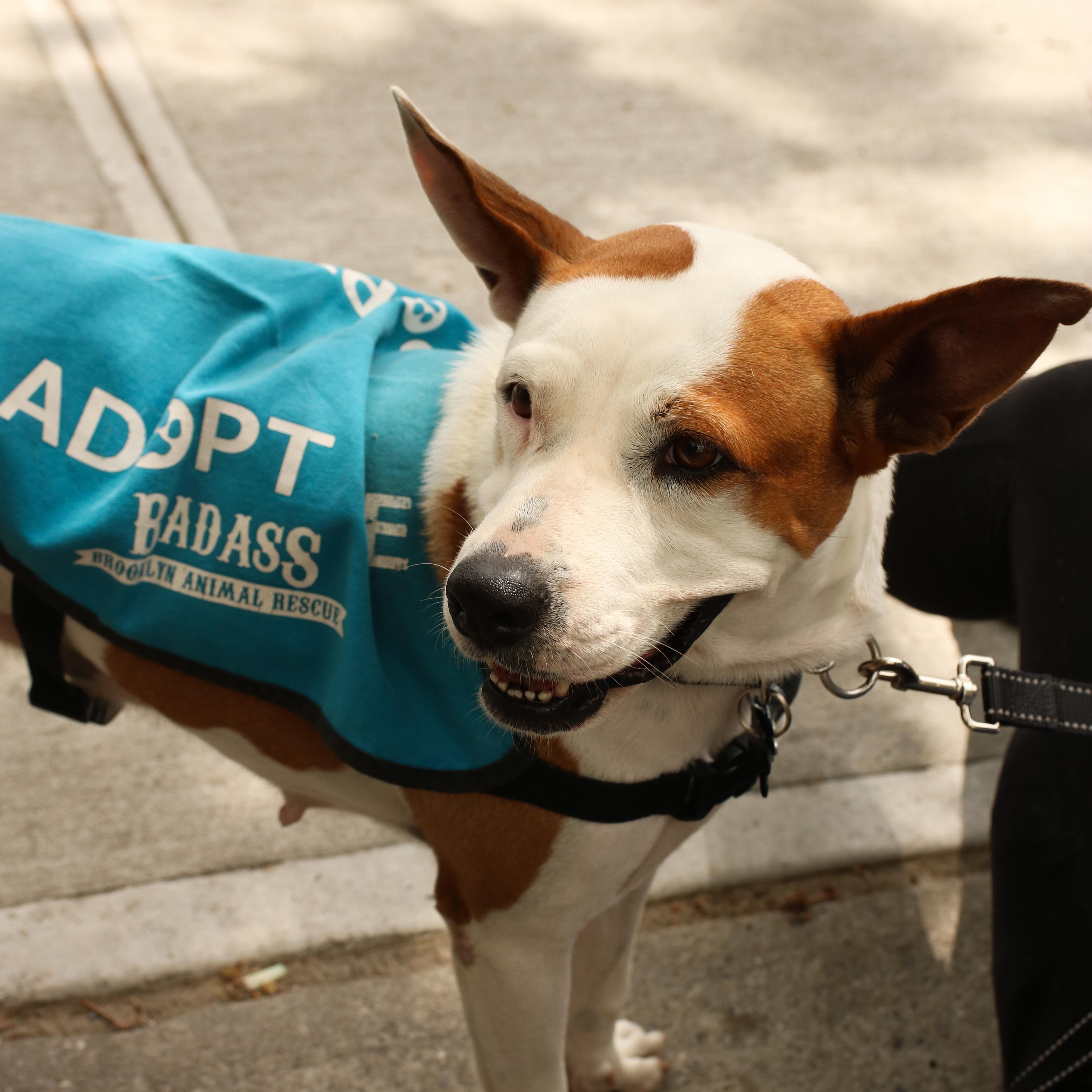Cleopatra, a ADOPTABLE Pit Bull Terrier in Brooklyn, NY image 2/4