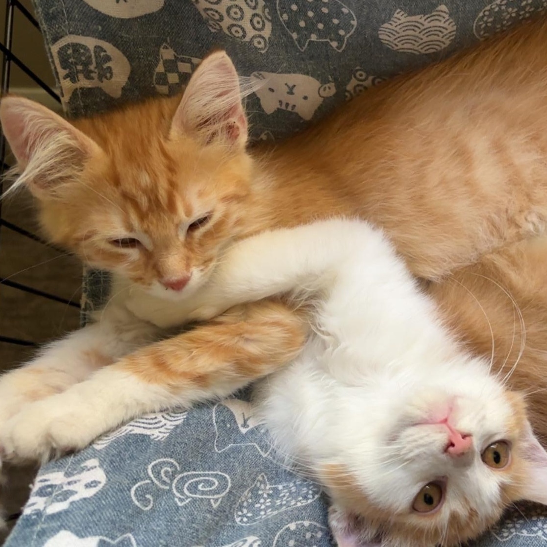 Enlarge NUBS, an adoptable Domestic Short Hair in Butler, PA image 3/3