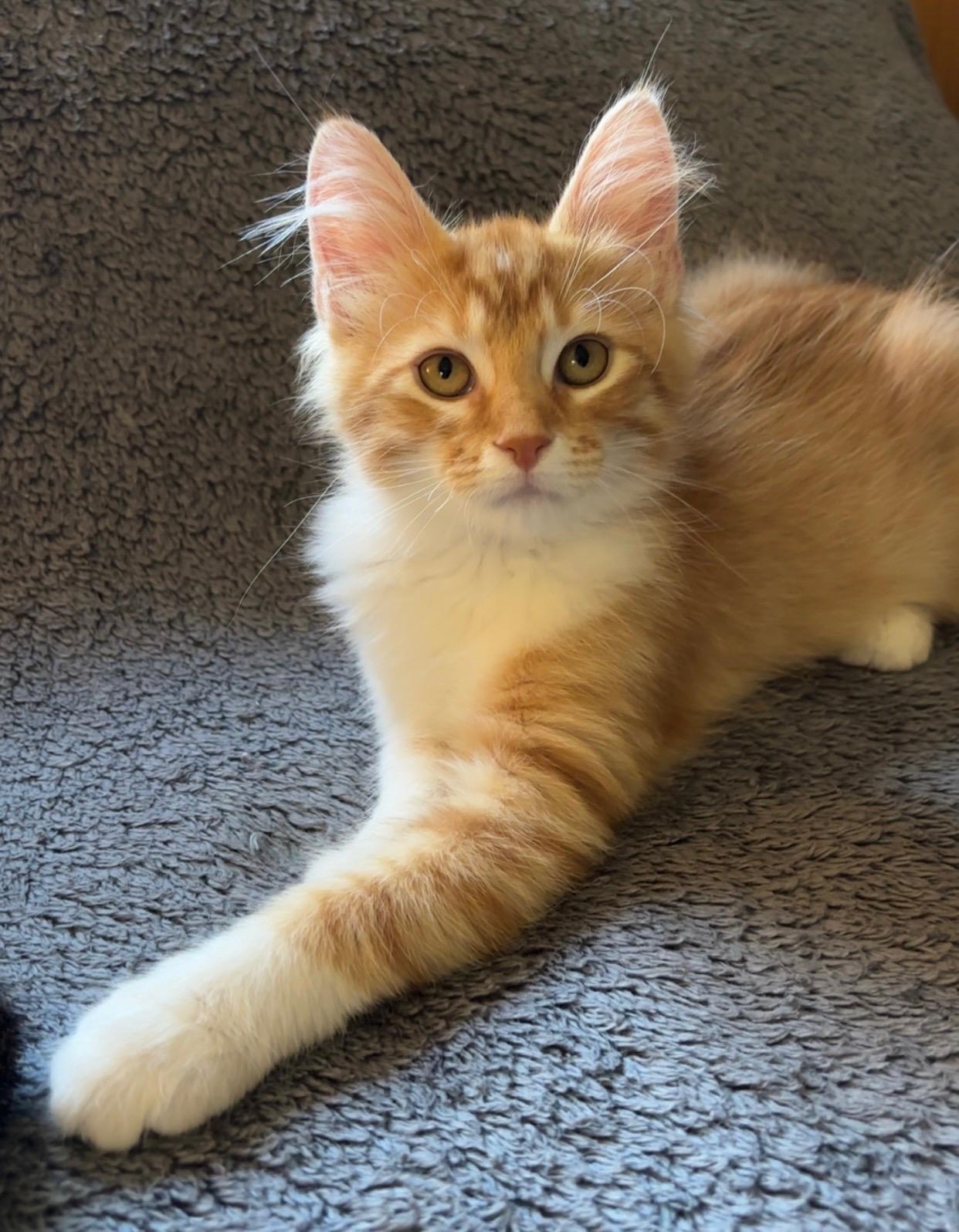 Enlarge NUBS, an adoptable Domestic Short Hair in Butler, PA image 1/3