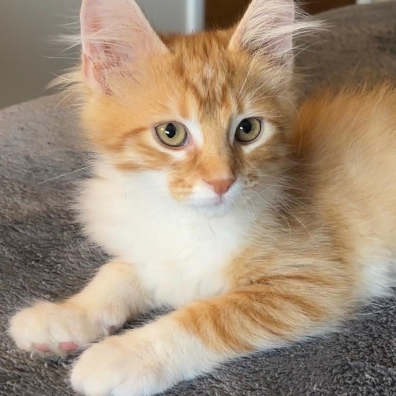 Enlarge NUBS, an adoptable Domestic Short Hair in Butler, PA image 2/3