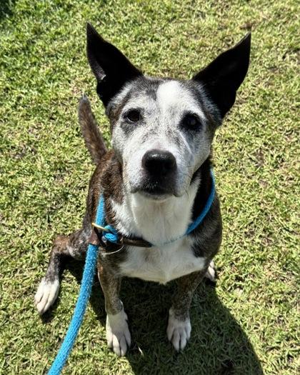 Rico, Adoptable, Senior Male Dutch Shepherd & Hound.