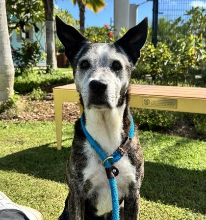 Enlarge Rico, a Adoptable mixed breed in Honolulu, HI image 2/3