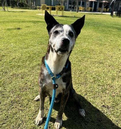 Enlarge Rico, a Adoptable mixed breed in Honolulu, HI image 3/3