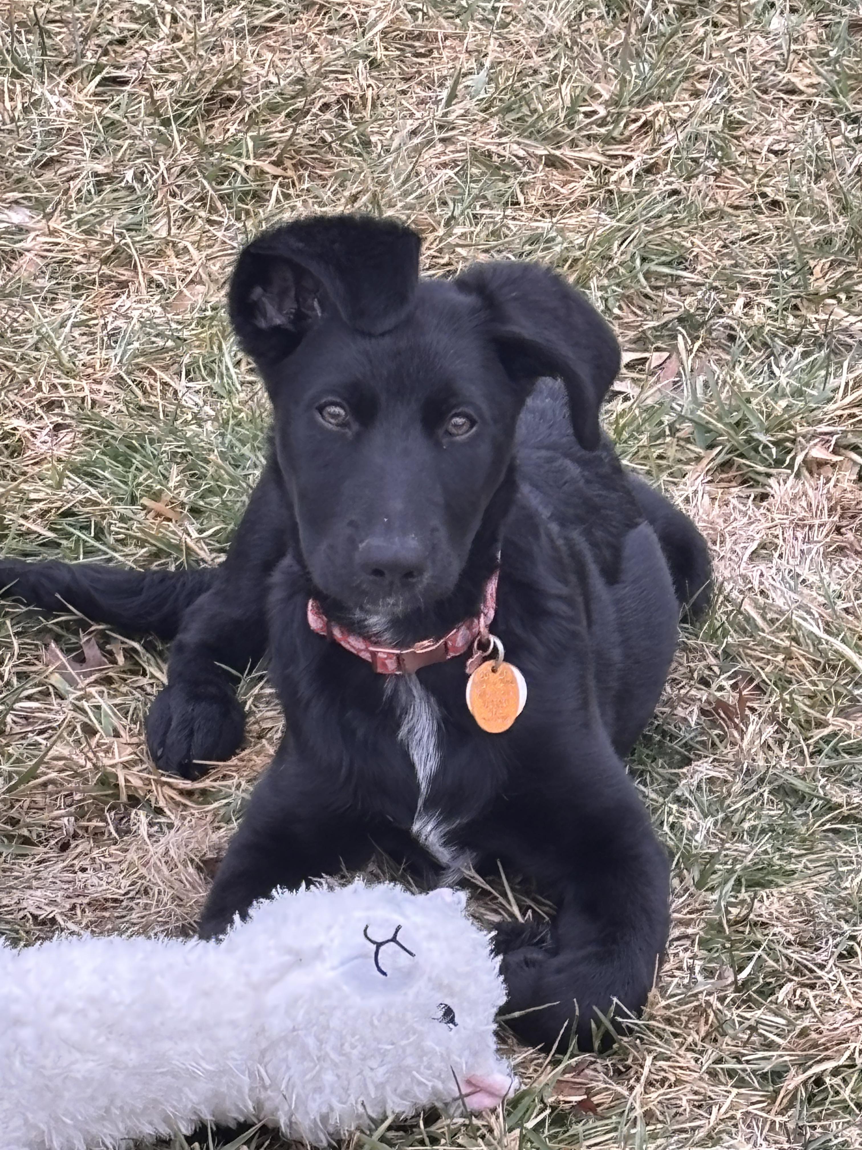 Enlarge Kiara, a ADOPTABLE mixed breed in Warrington, PA image 2/6