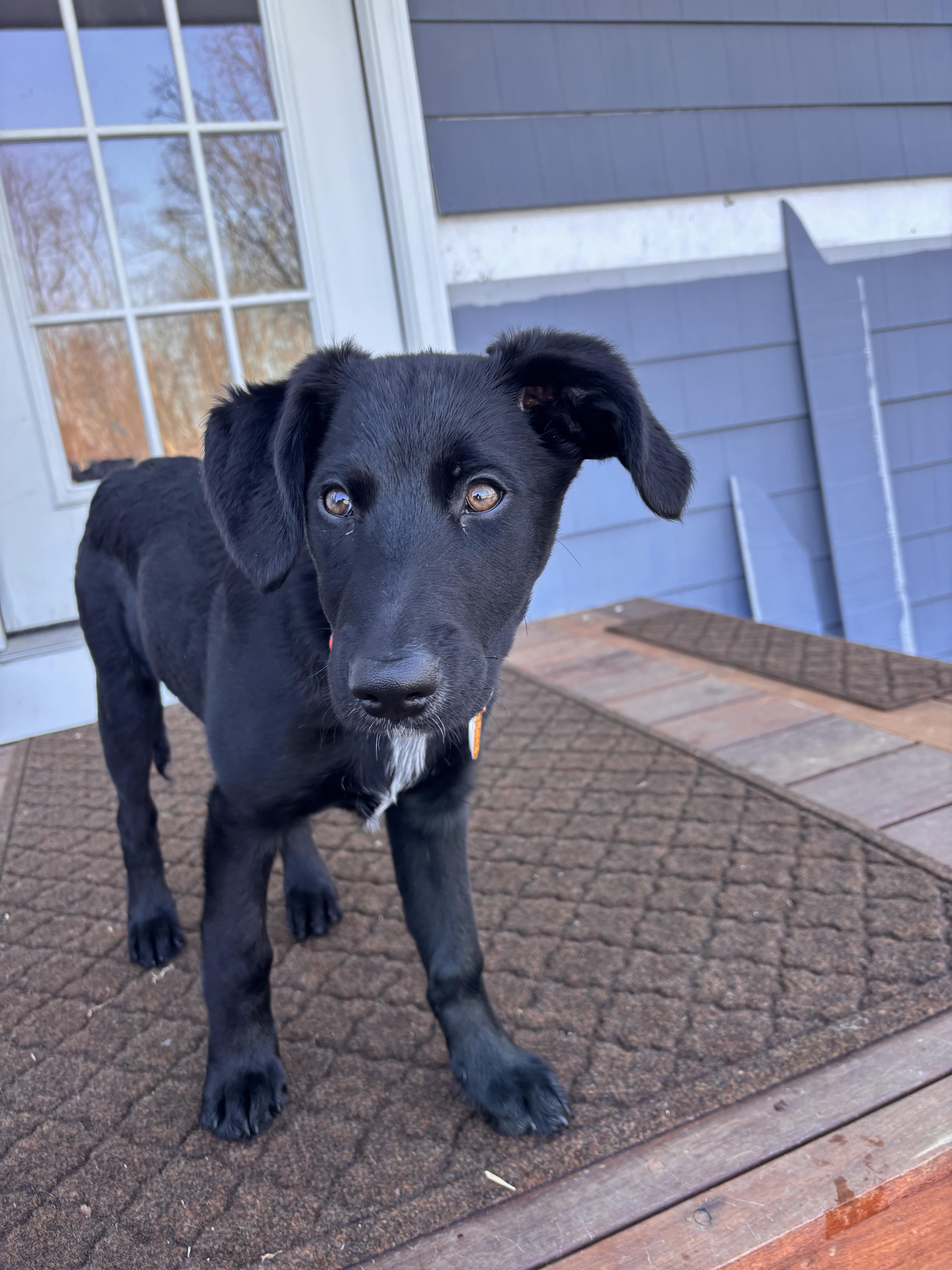 Enlarge Kiara, a ADOPTABLE mixed breed in Warrington, PA image 3/6