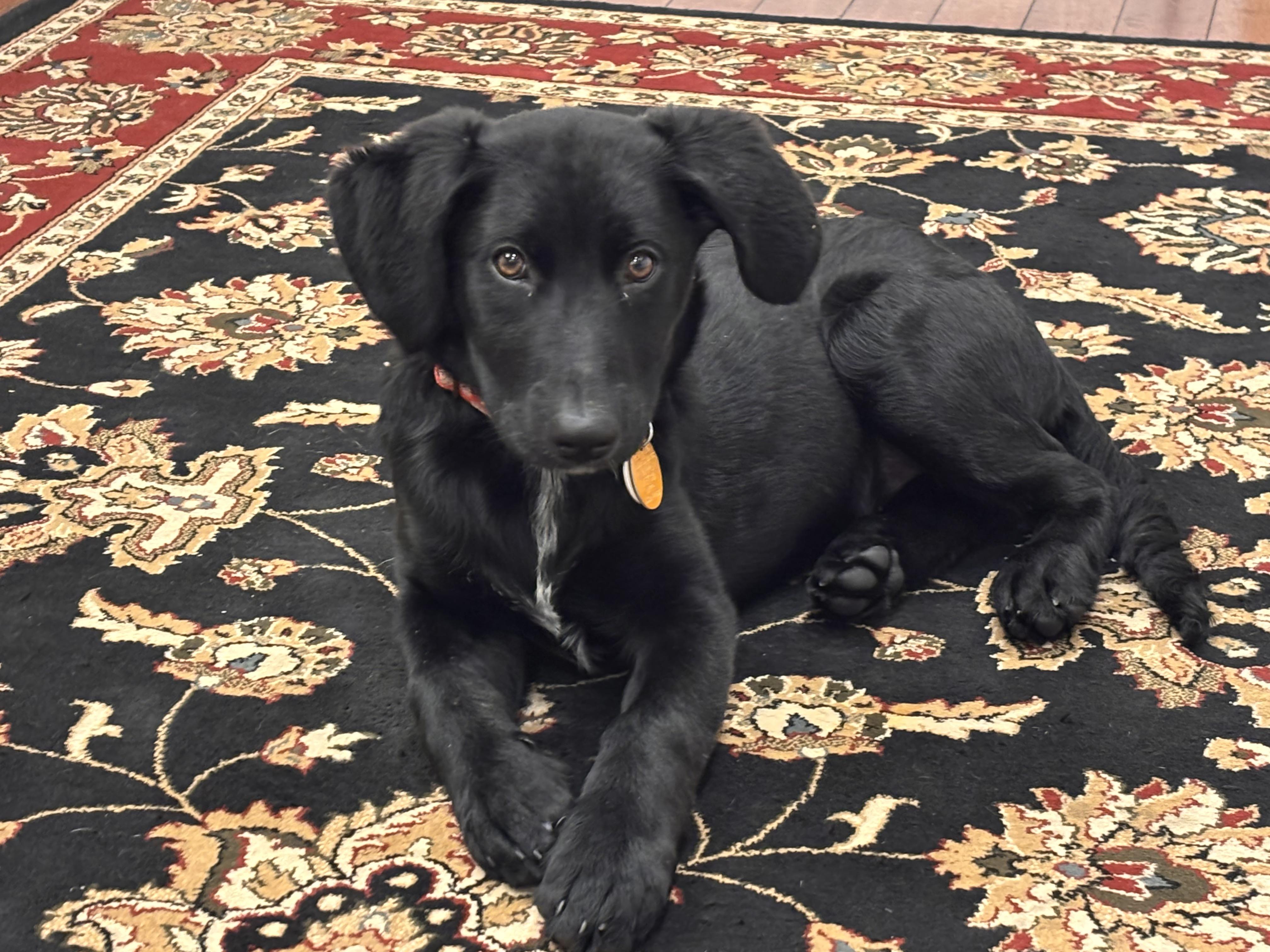 Enlarge Kiara, a ADOPTABLE mixed breed in Warrington, PA image 1/6