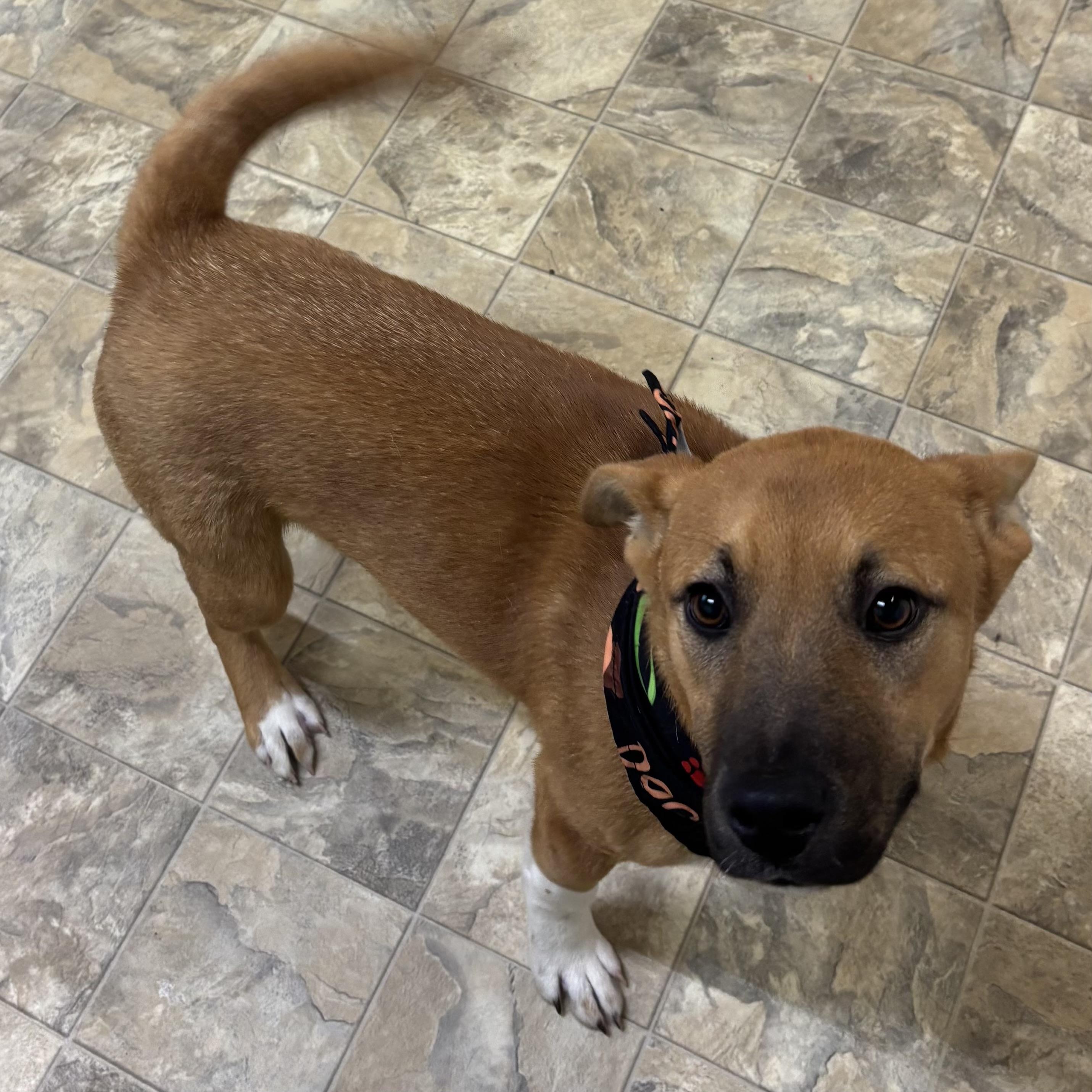 Jimmy, ADOPTABLE, Adult Male Terrier.