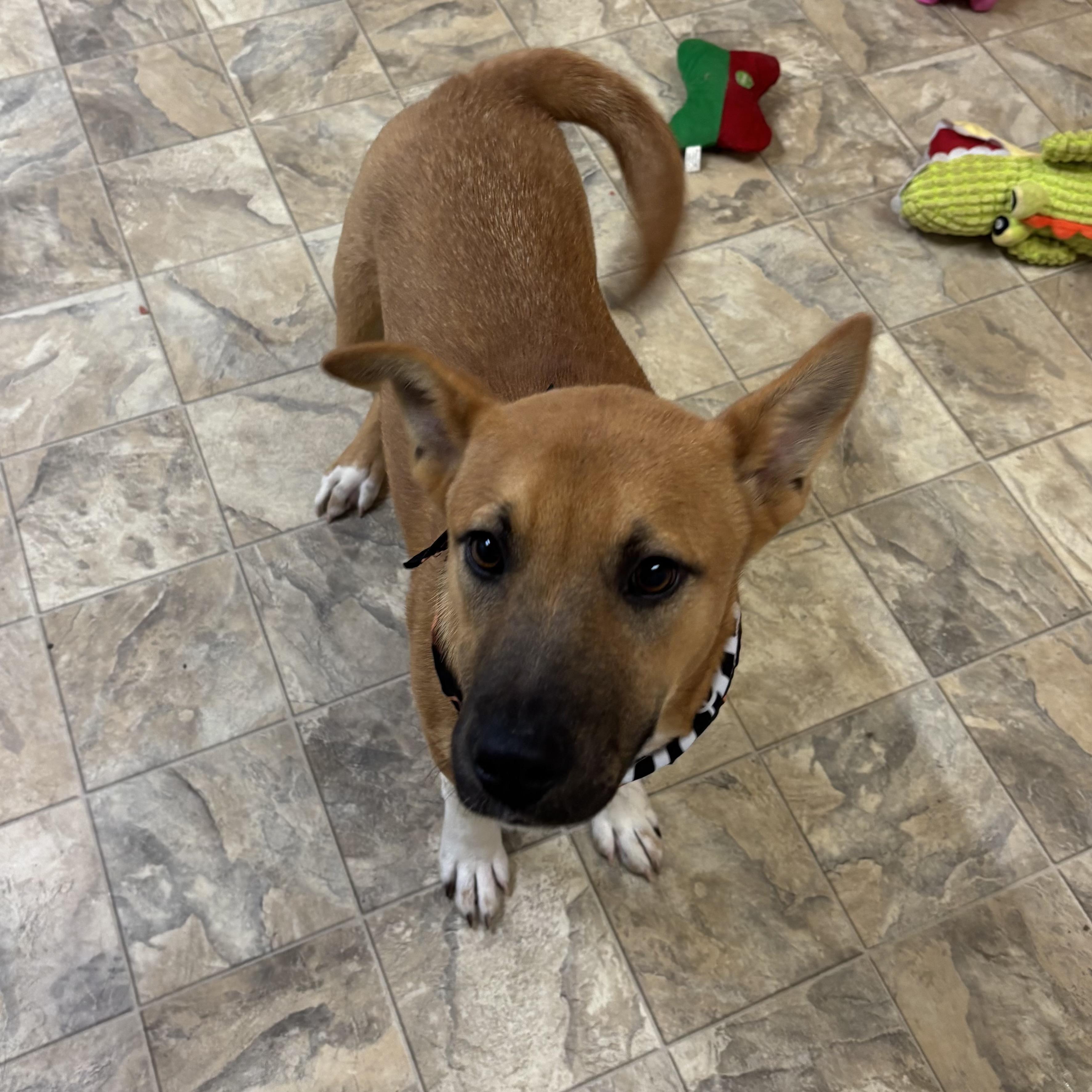Enlarge Jimmy, a ADOPTABLE mixed breed in Pilot Point, TX image 2/4