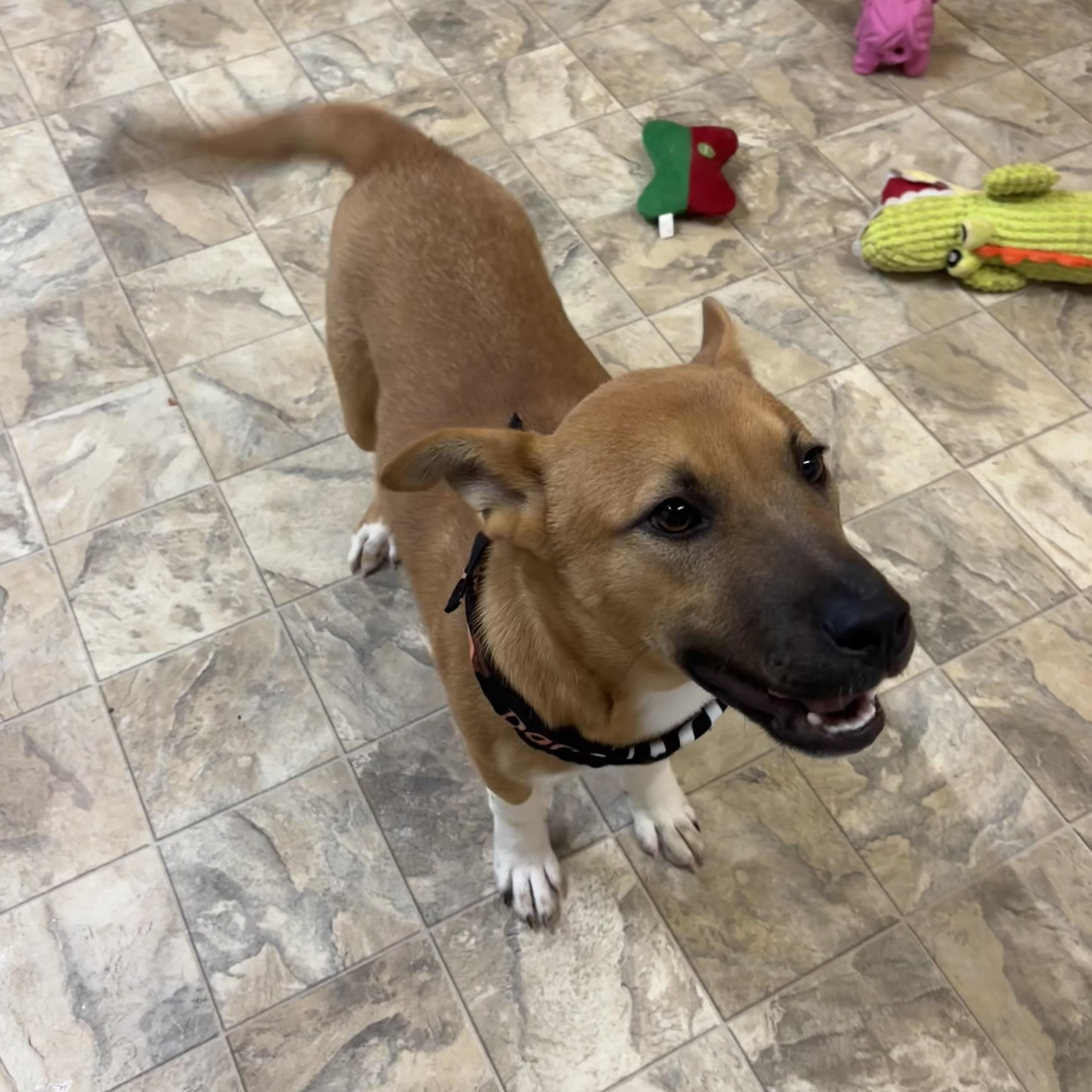 Enlarge Jimmy, a ADOPTABLE mixed breed in Pilot Point, TX image 3/4