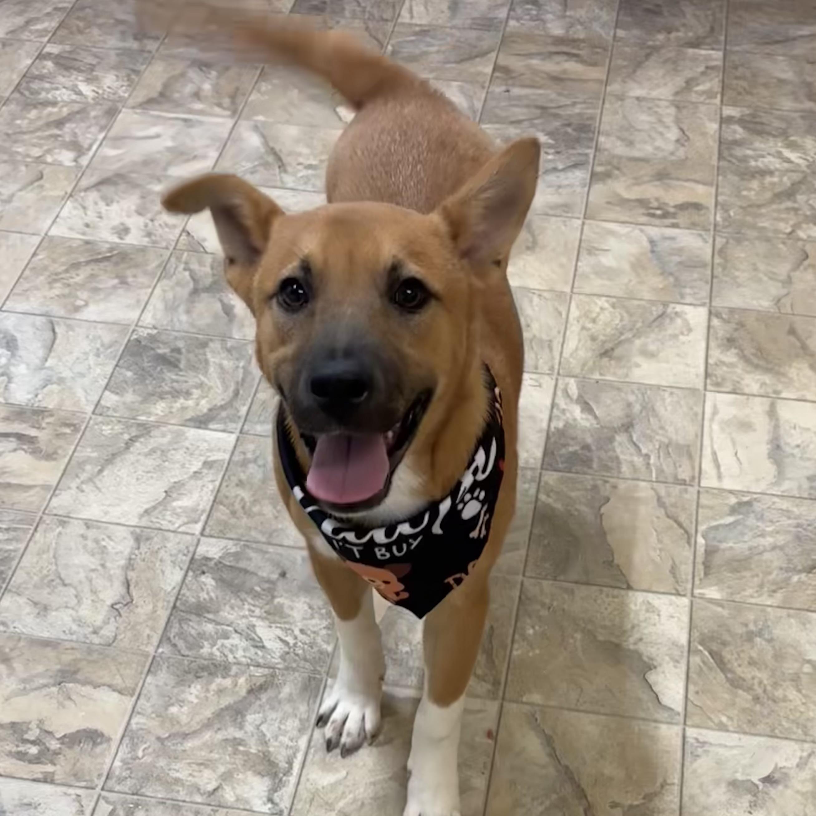 Enlarge Jimmy, a ADOPTABLE mixed breed in Pilot Point, TX image 4/4