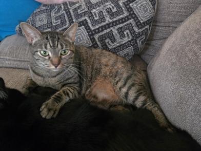 Mary Shelly thumbnail 2