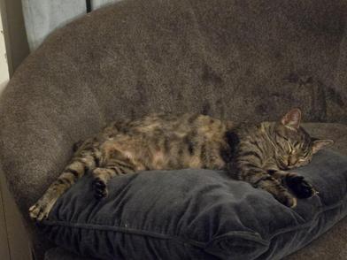 Mary Shelly thumbnail 3