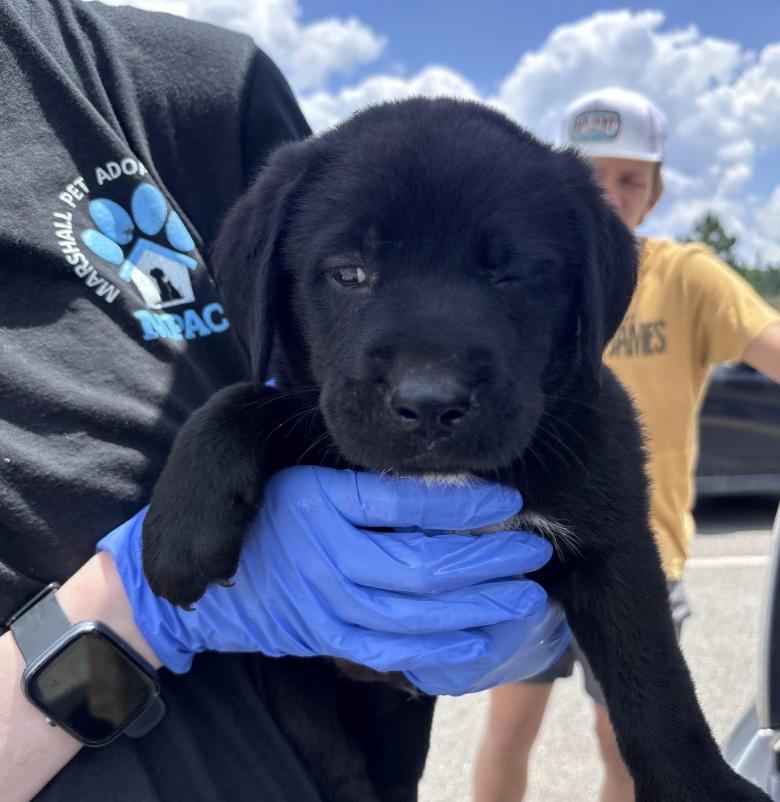 Crossmant / Hudson, Adoptable, Puppy Male Labrador Retriever & Mixed Breed.