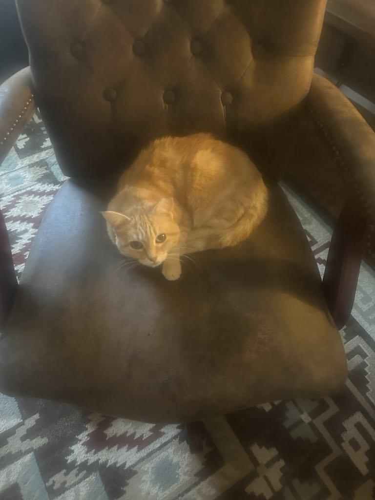 Enlarge Baby, a Adoptable British Shorthair in Spring, TX image 1/2