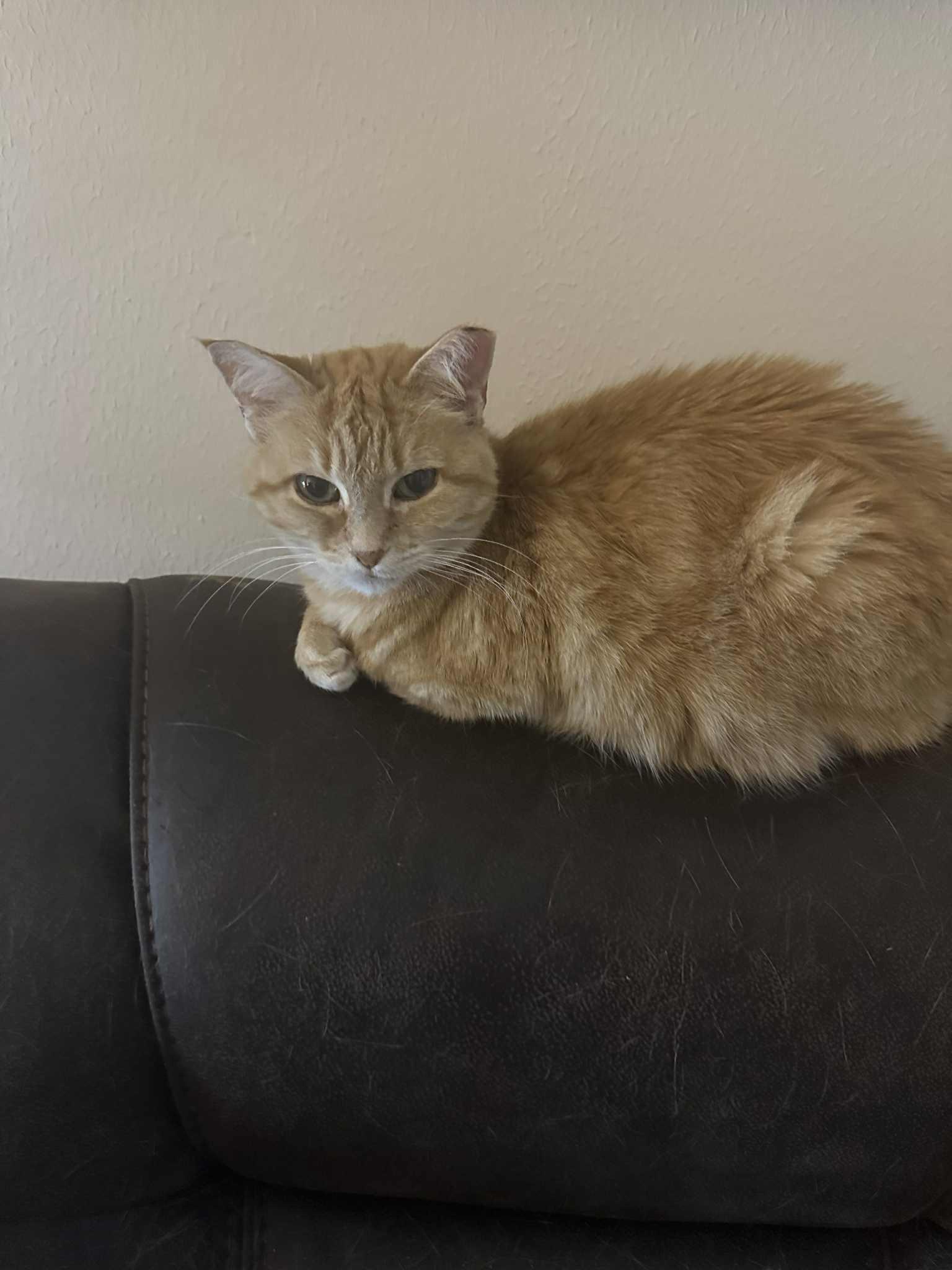 Enlarge Baby, a Adoptable British Shorthair in Spring, TX image 2/2
