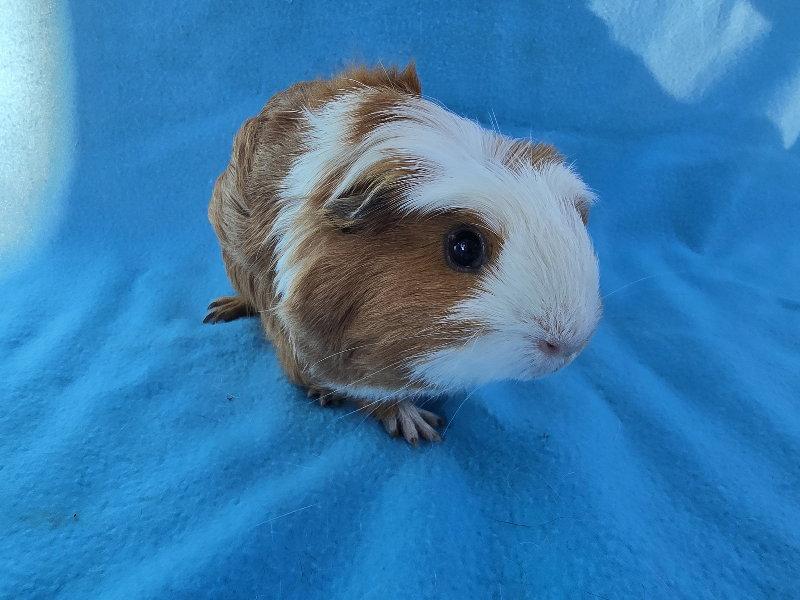 Mai & Bugsby (hold), Adopted, Adult Female Guinea Pig.