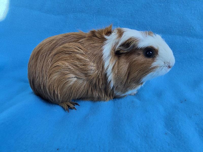 Enlarge Mai & Bugsby (hold), a Adopted Guinea Pig in Baton Rouge, LA image 2/3