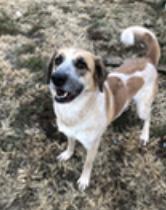 Paisley, a Adoptable Great Pyrenees in Thomasville, NC image 1/3