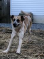 Paisley, a Adoptable Great Pyrenees in Thomasville, NC image 2/3