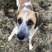 Paisley, a Adoptable Great Pyrenees in Thomasville, NC image 3/3