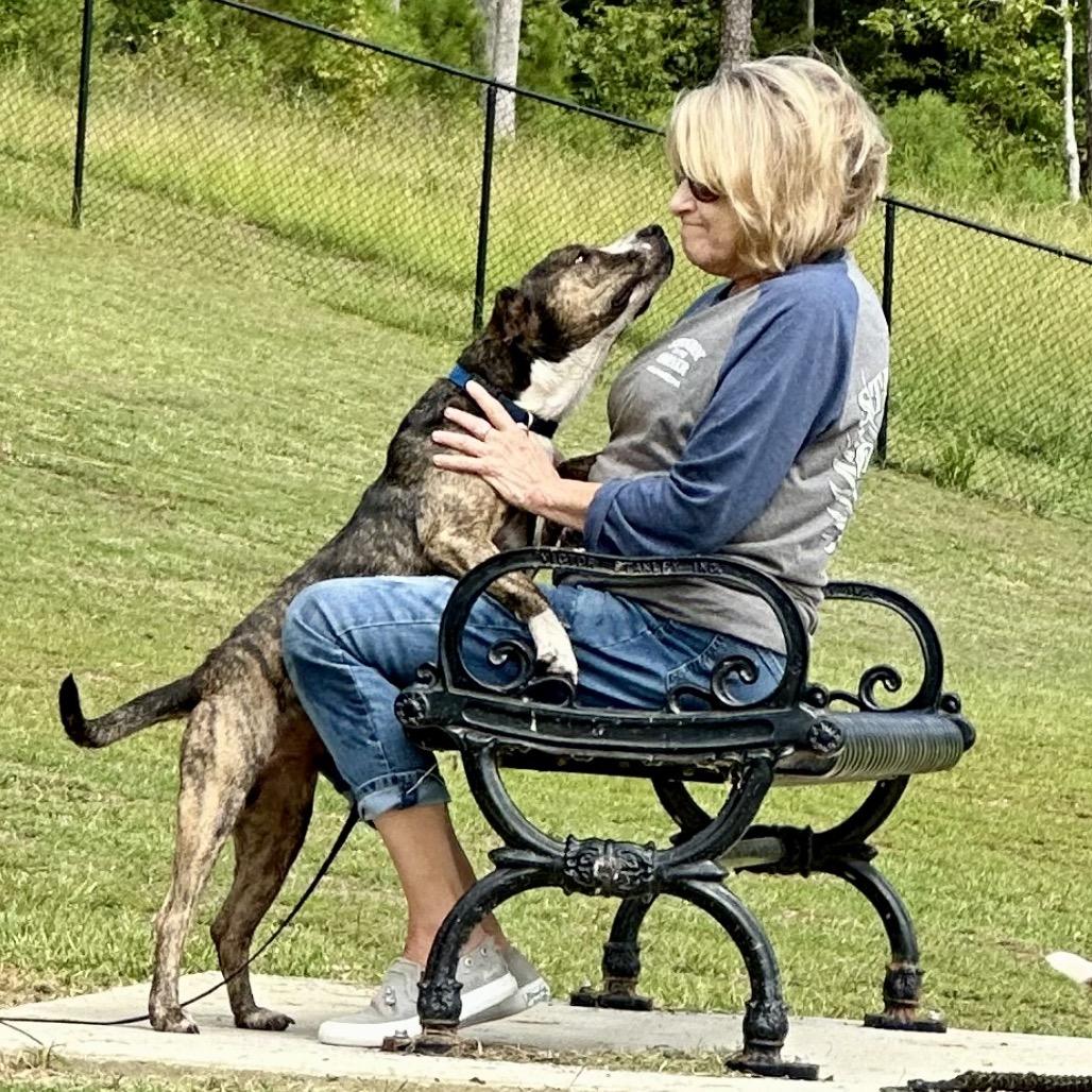 Enlarge Lil Will, a Adoptable mixed breed in Natchitoches, LA image 1/6