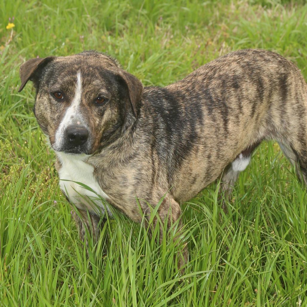 Enlarge Lil Will, a Adoptable mixed breed in Natchitoches, LA image 2/6