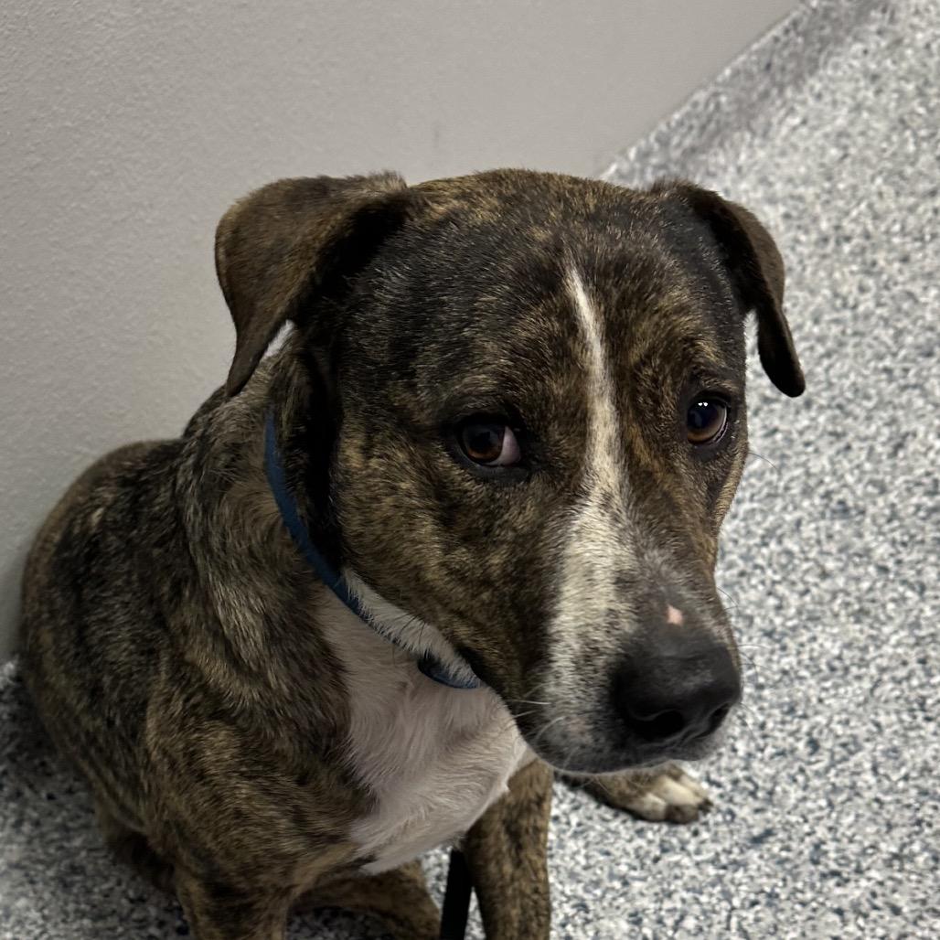 Enlarge Lil Will, a Adoptable mixed breed in Natchitoches, LA image 3/6