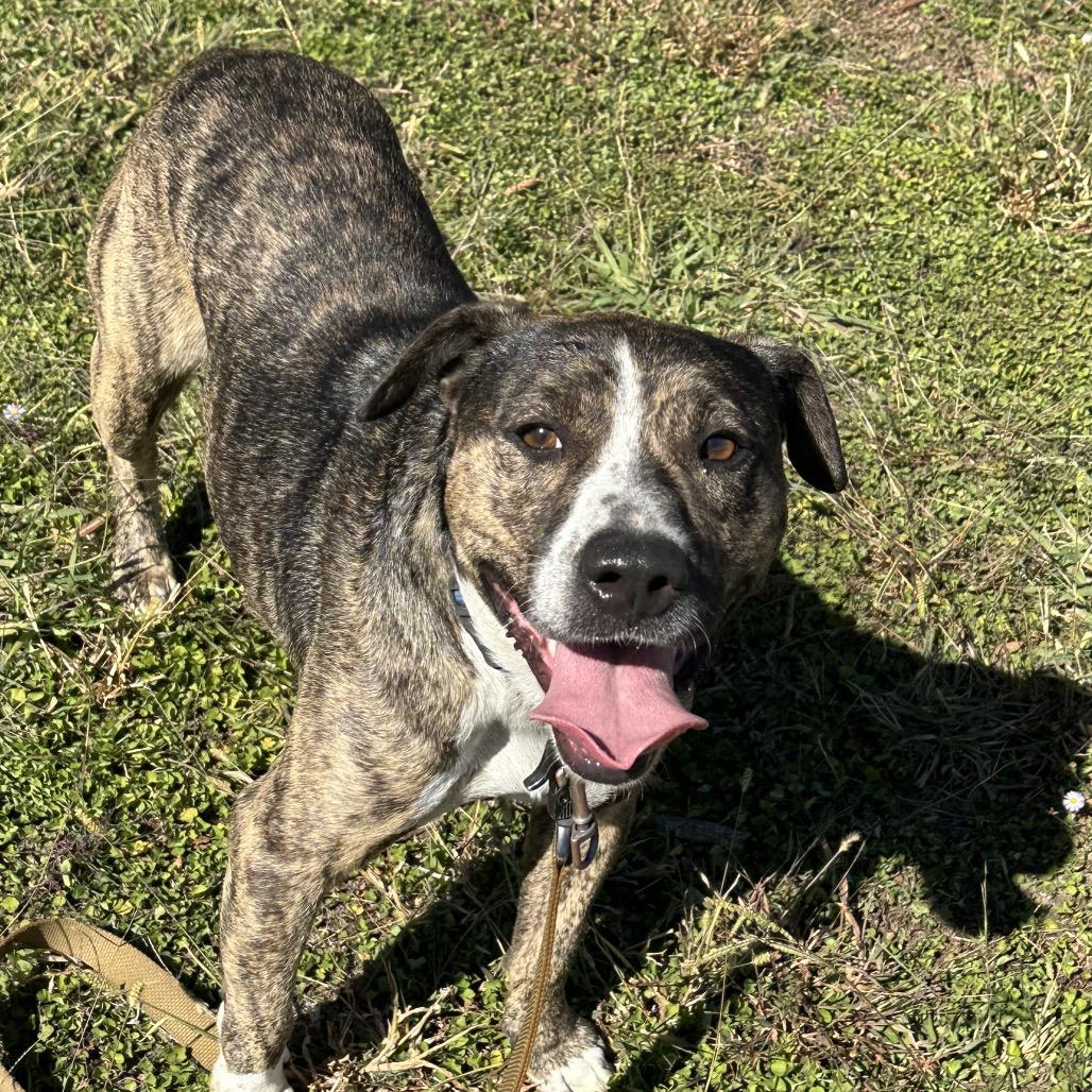 Enlarge Lil Will, a Adoptable mixed breed in Natchitoches, LA image 4/6