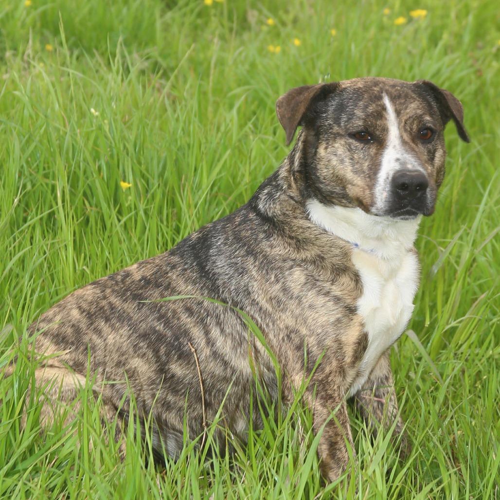Enlarge Lil Will, a Adoptable mixed breed in Natchitoches, LA image 5/6