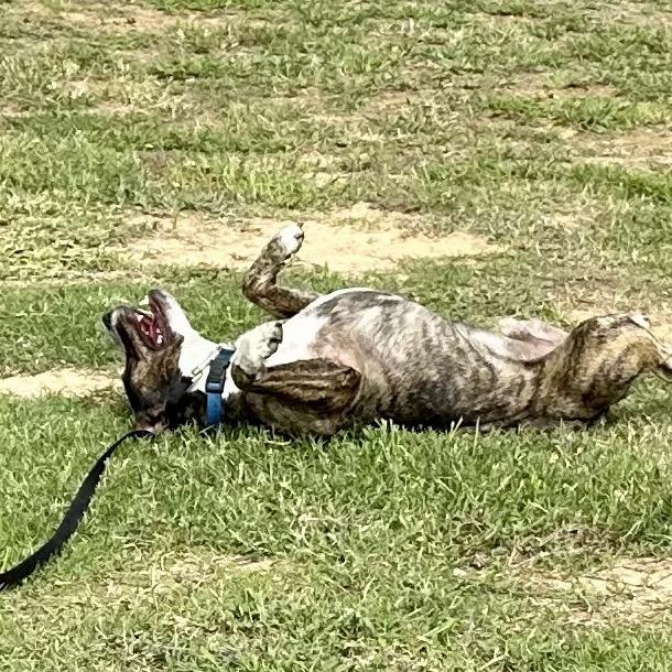 Enlarge Lil Will, a Adoptable mixed breed in Natchitoches, LA image 6/6
